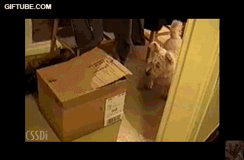 00 pole gato.gif
