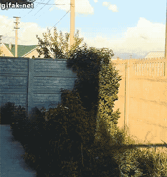 00 PolePerro.gif