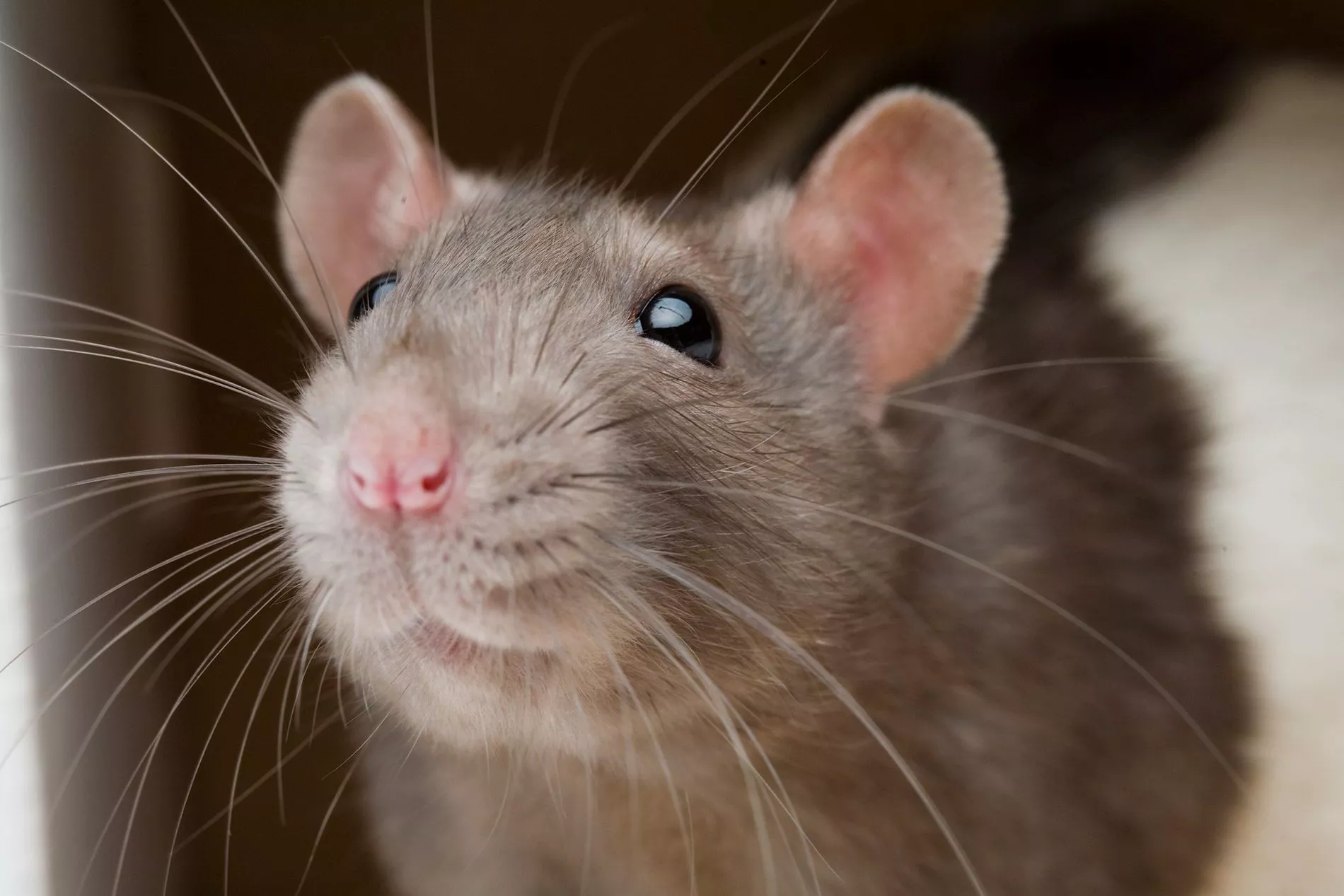 01-rat-friends-nationalgeographic_1162144.webp