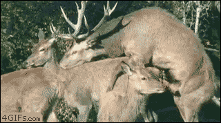 0c365a0f874d6a74c1e6e638fd35b47dc5b681d65424f8f398891c2017427aaa.gif