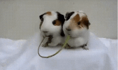 100.gif