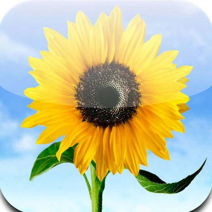 1000002555.webp