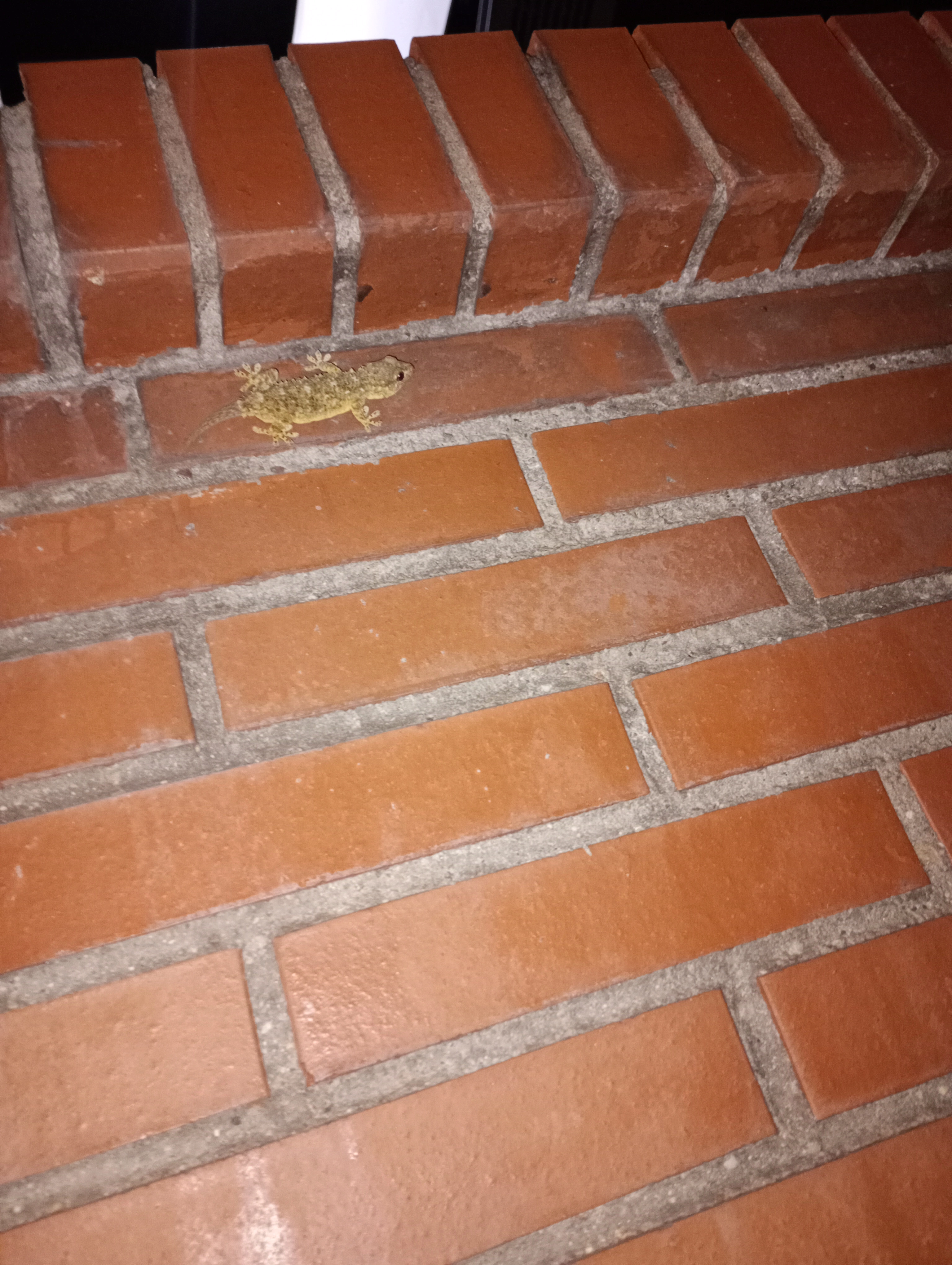 1000004565.webp