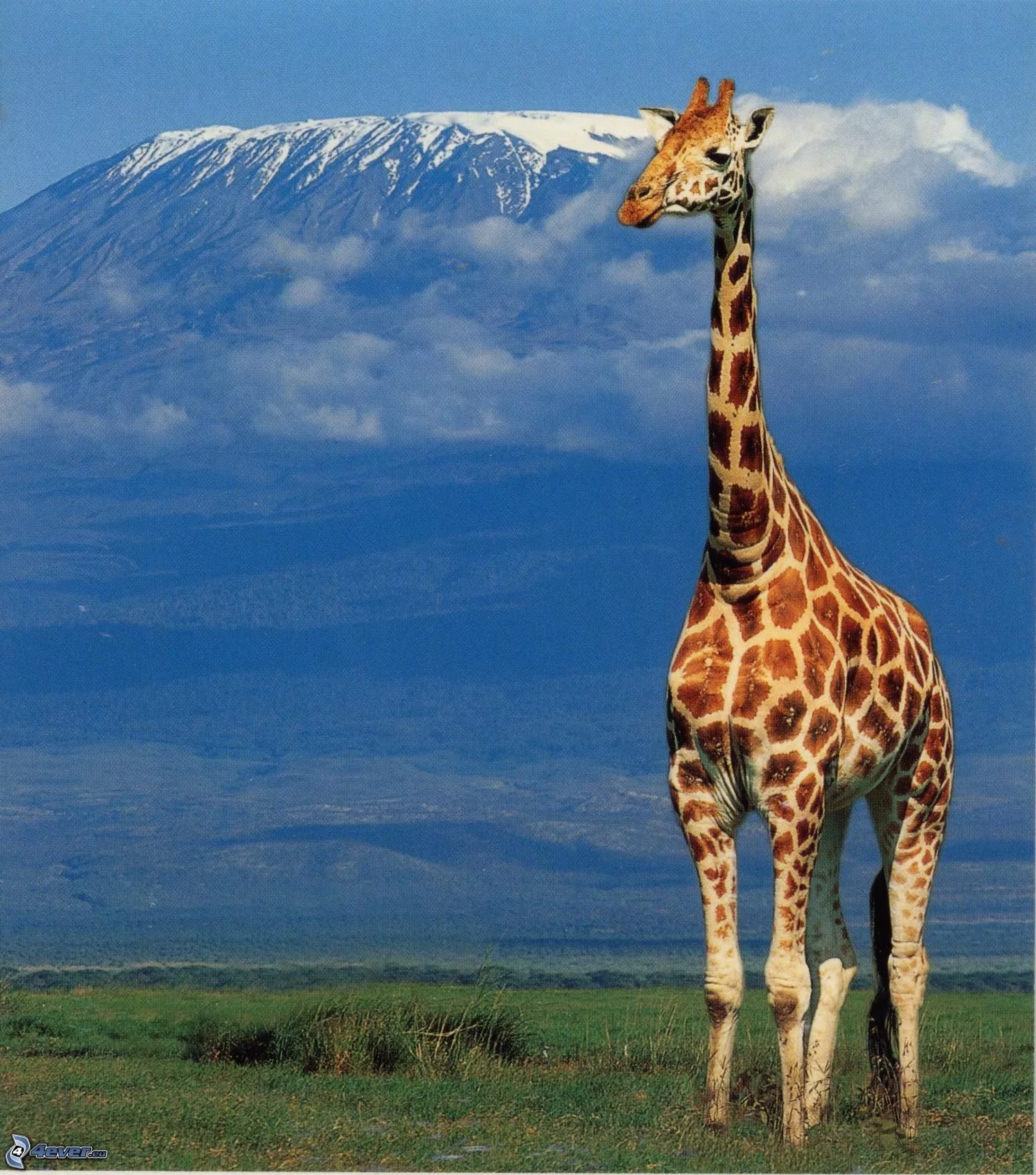 1000015209.webp