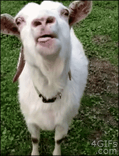 1000020308.gif