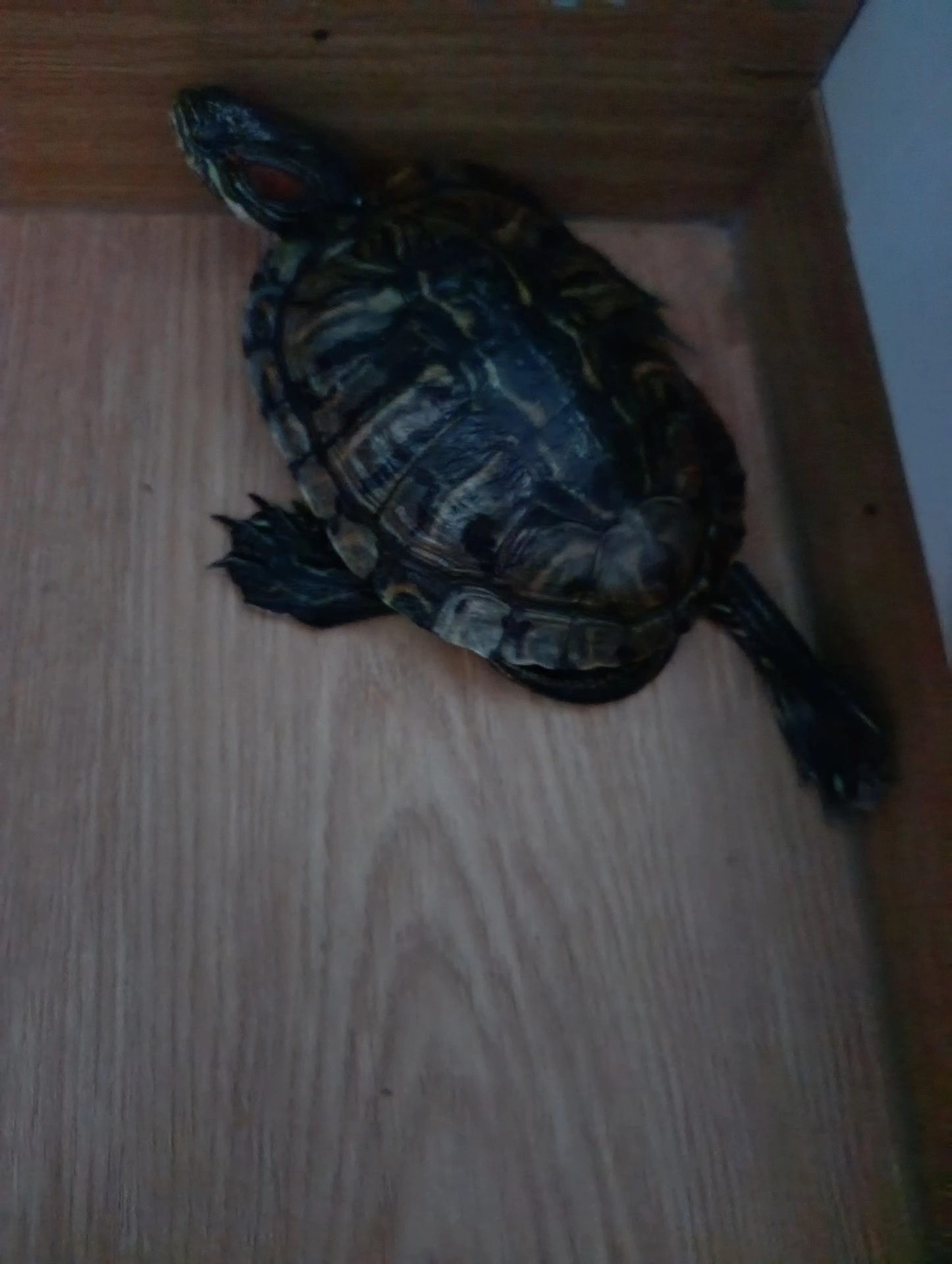 1000025402.webp