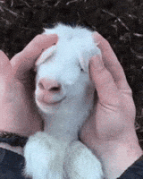 1000028997.gif