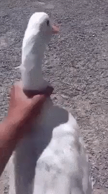 1000029262.gif