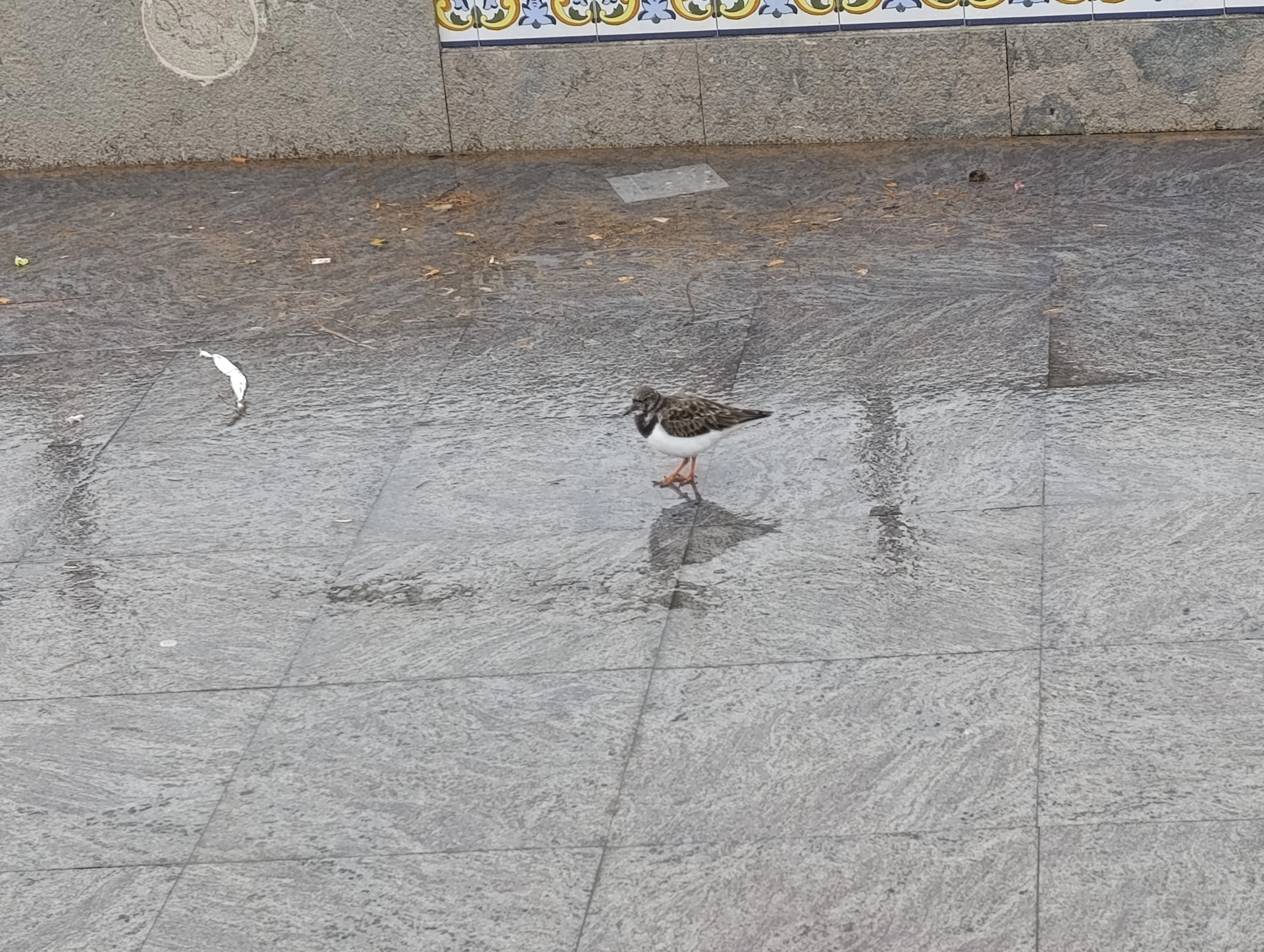 1000031142.webp