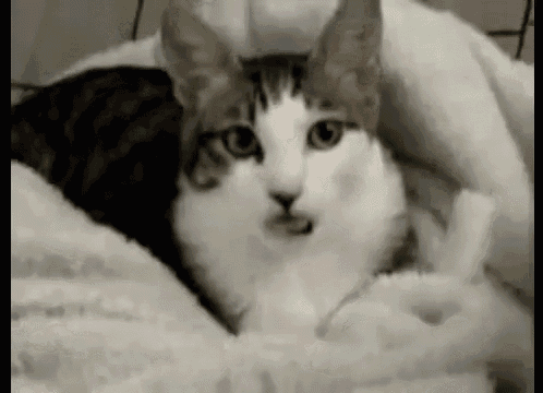 1000033901.gif