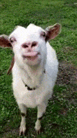 1000037081.gif