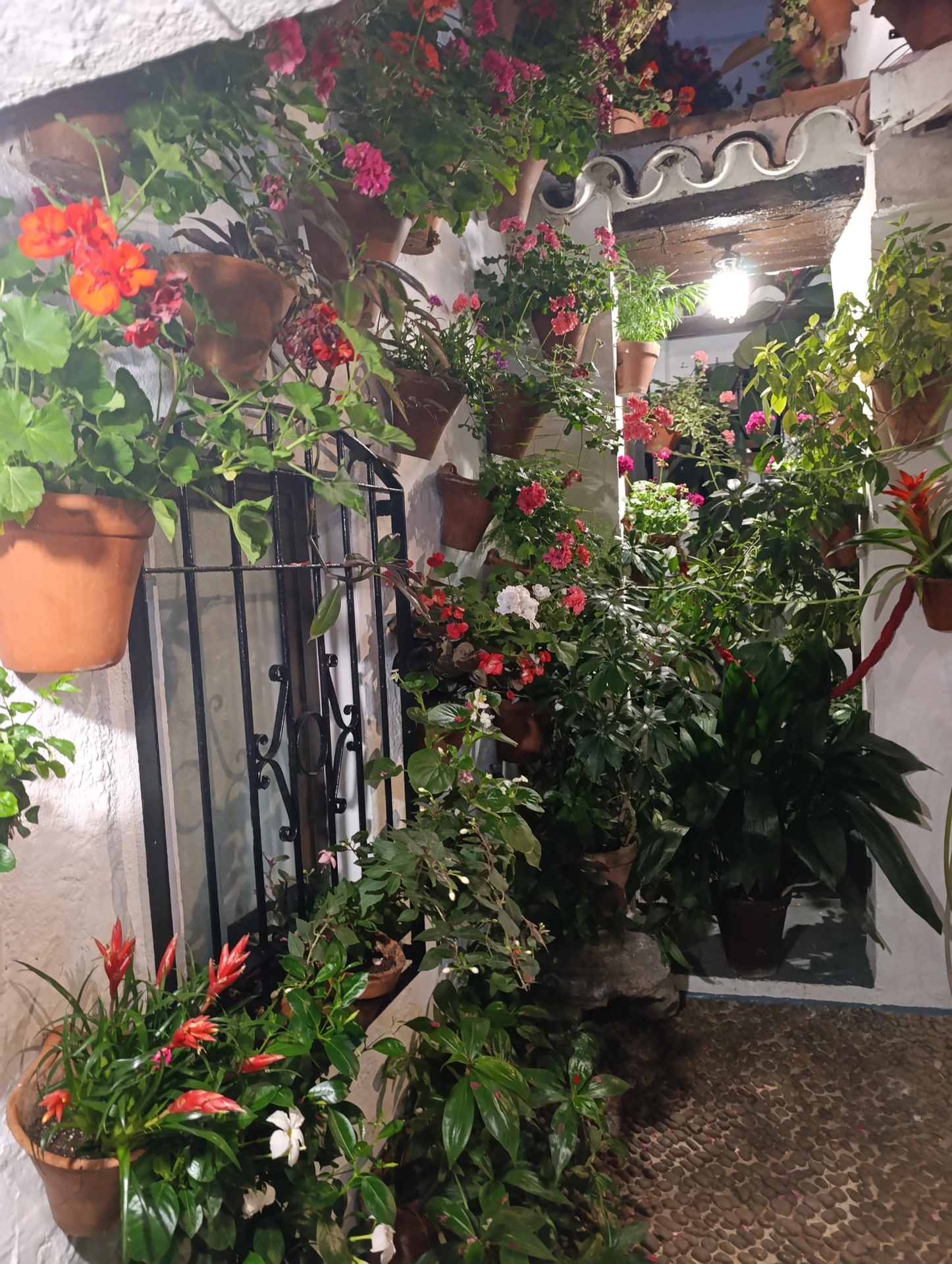 1000037155.webp