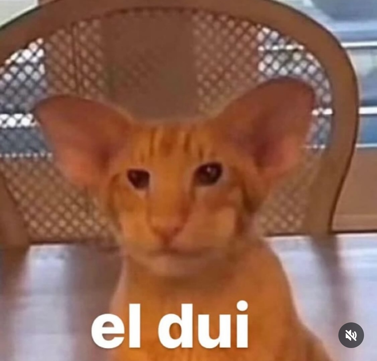 1000057098.webp