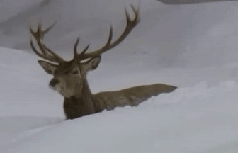 1000057813.gif