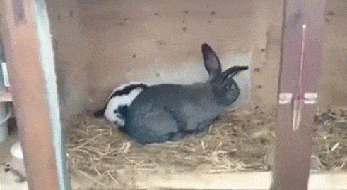 1000071040.gif
