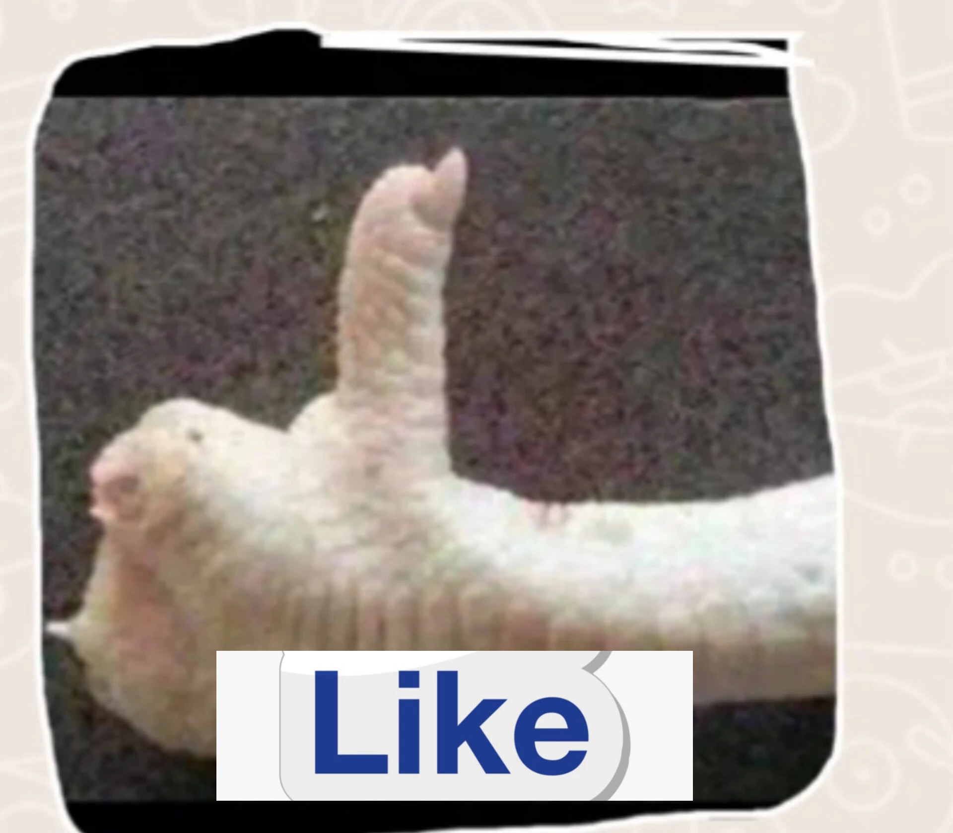 1000074062.webp