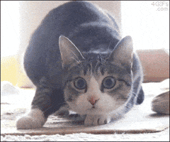 1000081407.gif