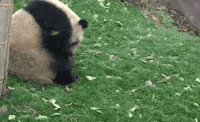 1000085513.gif