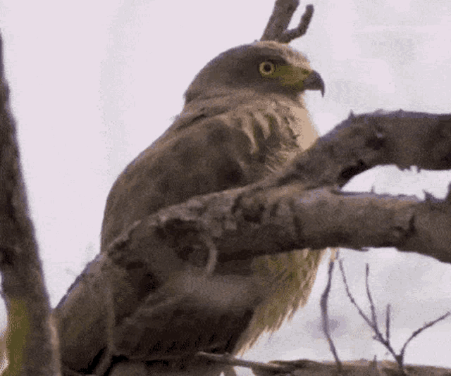 1000113446.gif