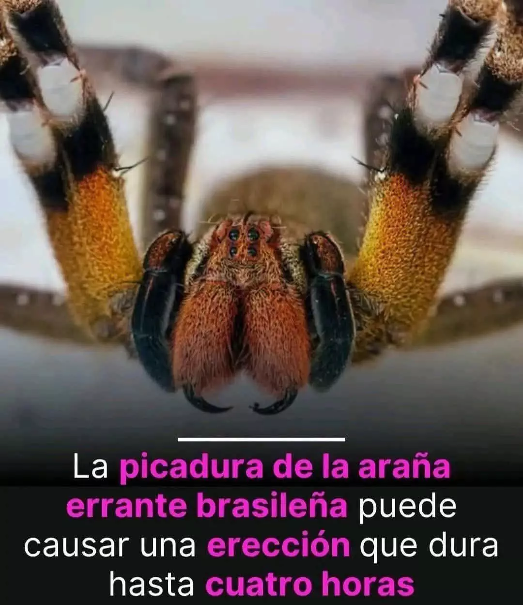 1000184527.webp