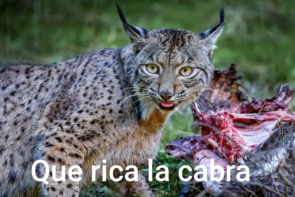 1000381050.webp