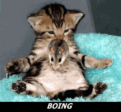 144146,xcitefun-belly-dancing-2265701140.gif