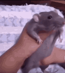 1680053167107904.gif