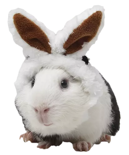 1680330479489632.webp