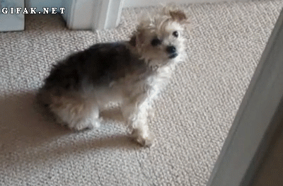 1694486128102517.gif