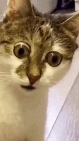 1702768020842909.gif