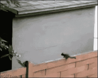 1706373310382873.gif