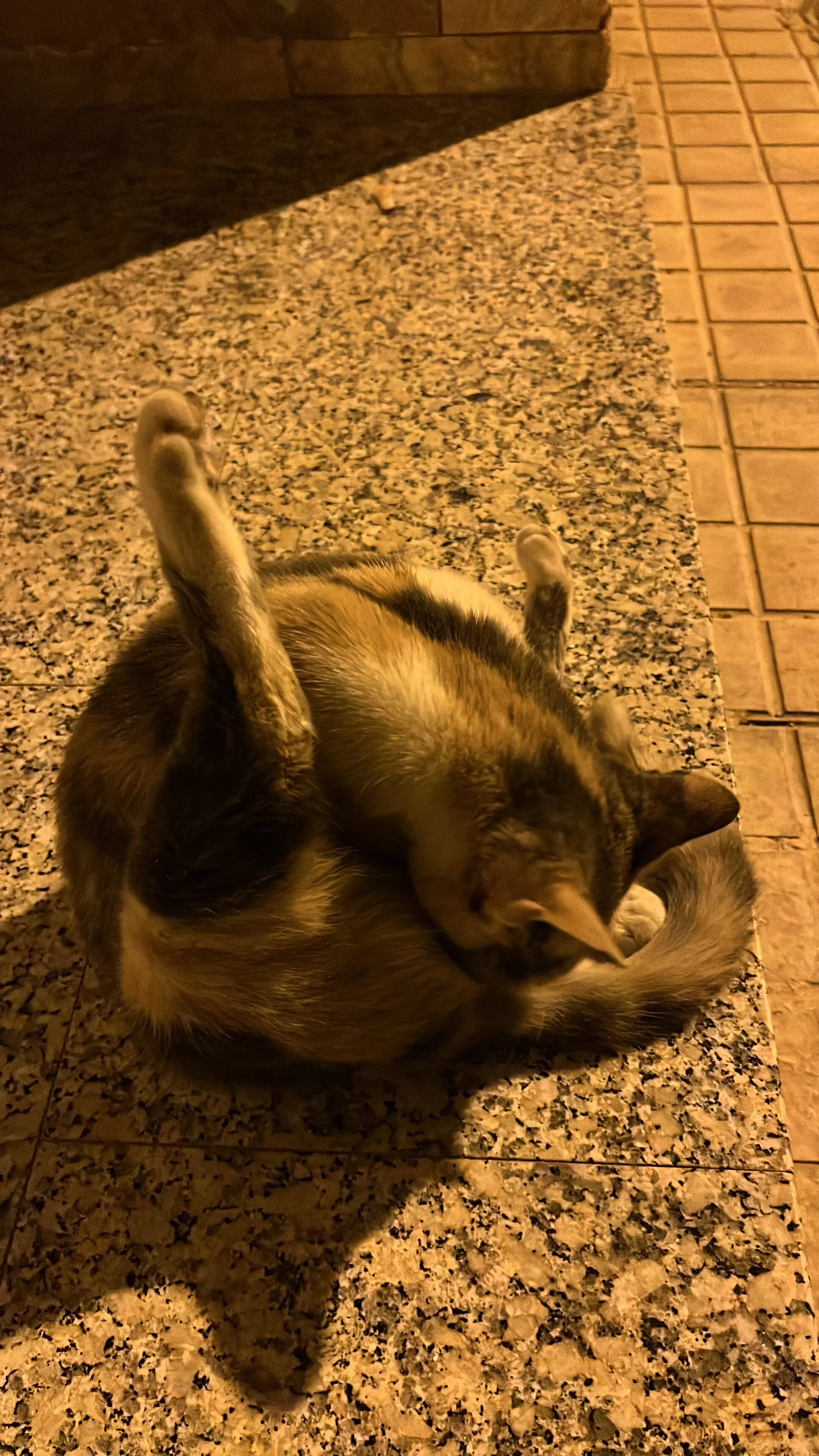 1706784084368.jpeg