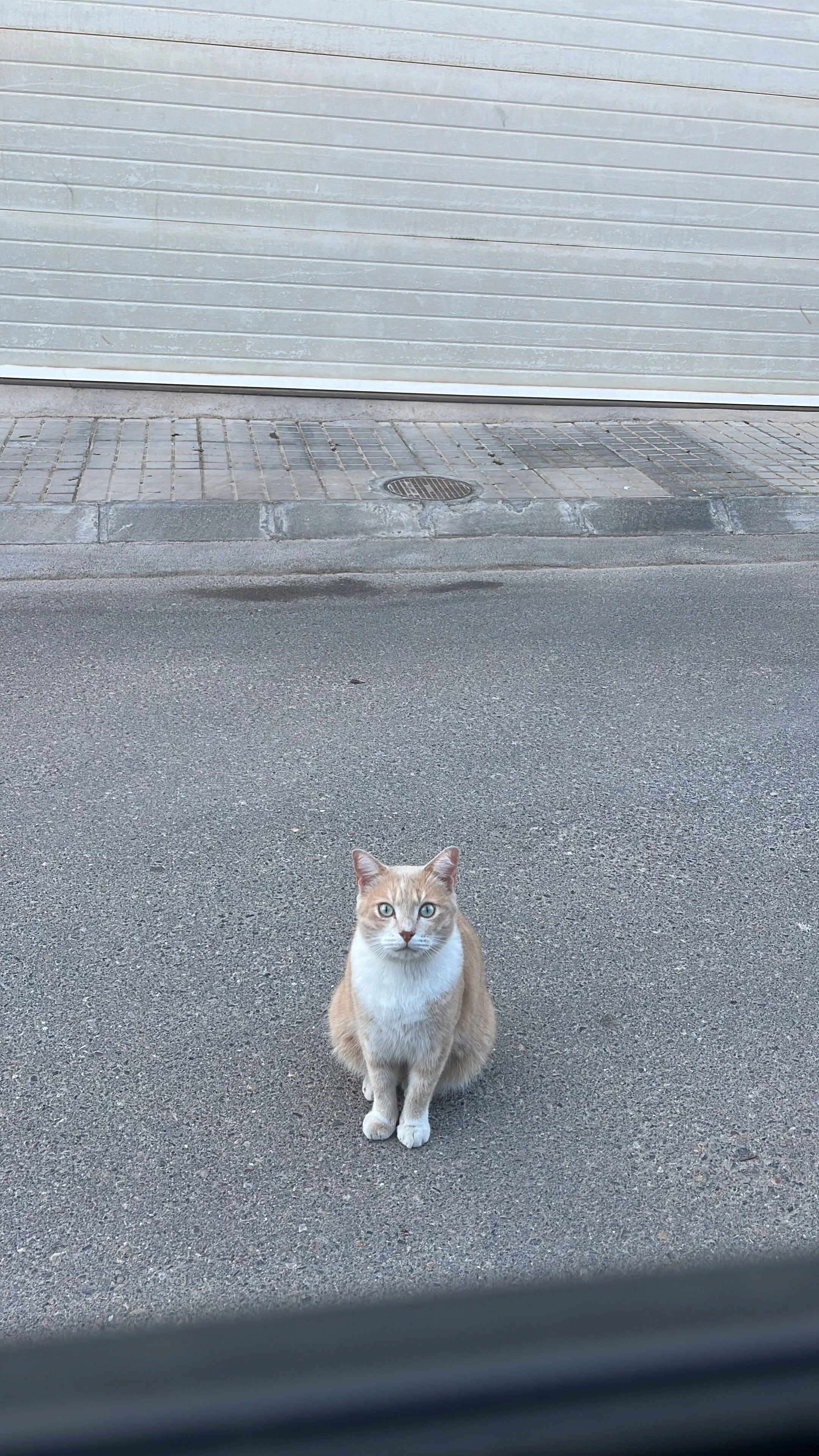 1706784145844.webp