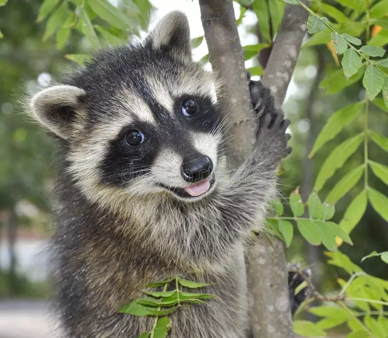 1736233584167304 happy-raccoon-18303384.webp