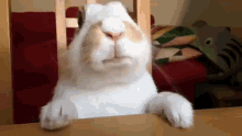 1738839243315334 Messenger_creation_FFF49C28-21DF-4995-89B1-484B5EEC0C6E.gif