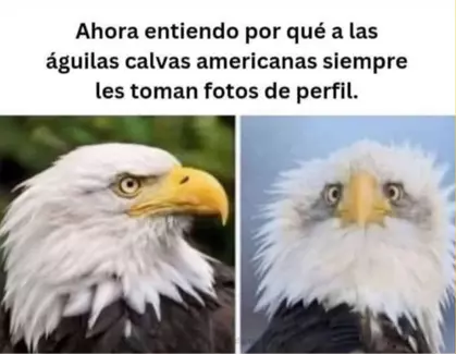 1778443777969.webp