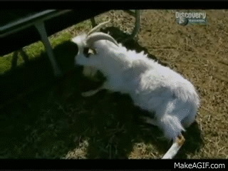 1779023887997.gif