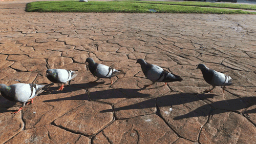 1cd09433c9681fa07244697ca222a8e1.gif