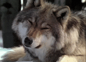 200-103.gif