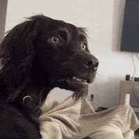 200 (2).gif
