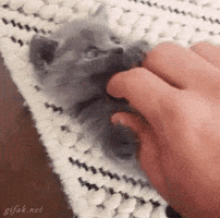 200.gif