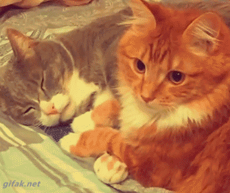 2cff221445f356726b57de6e876b6e1e.gif