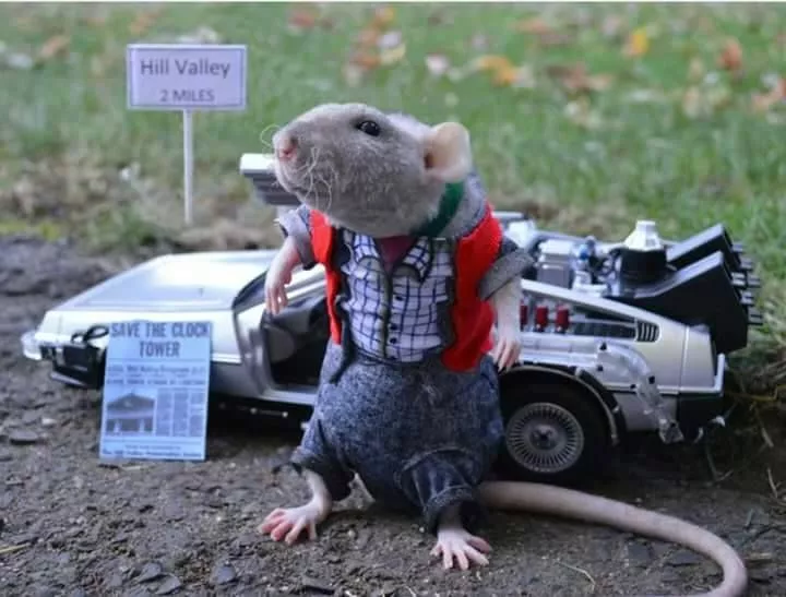 36faabf7787e77056fcfeb1852957ddc--rat-costume-marty-mcfly.webp