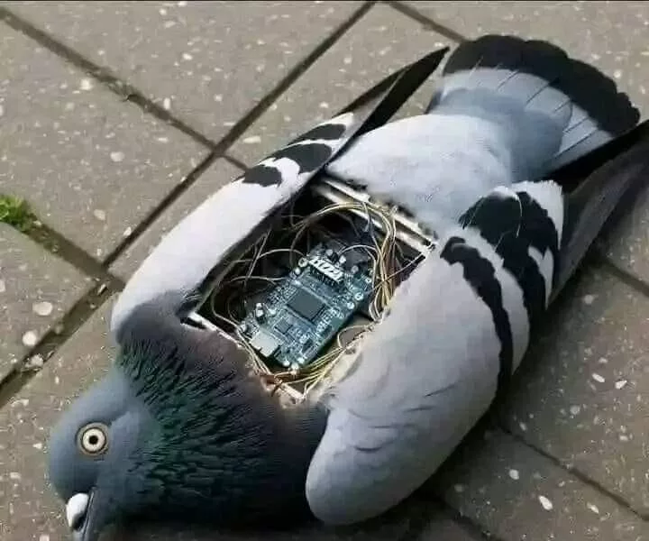 450866156_516202637411178_4483939935265237458_n-720x600.webp