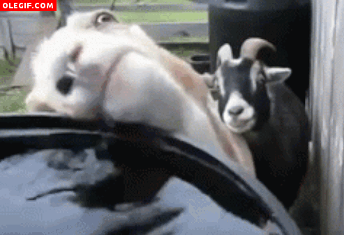 48.gif