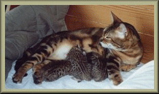 4NULO7VDNTAQ6OVT66BYDEBPHRVAFYBJ.gif