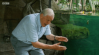 834ba53d2035404c0bda0b3f4db54477e614c7a95132dded8f405ed4d194a32d.gif
