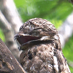 9d03ca4c5ce2500843f1d183655233c5.gif