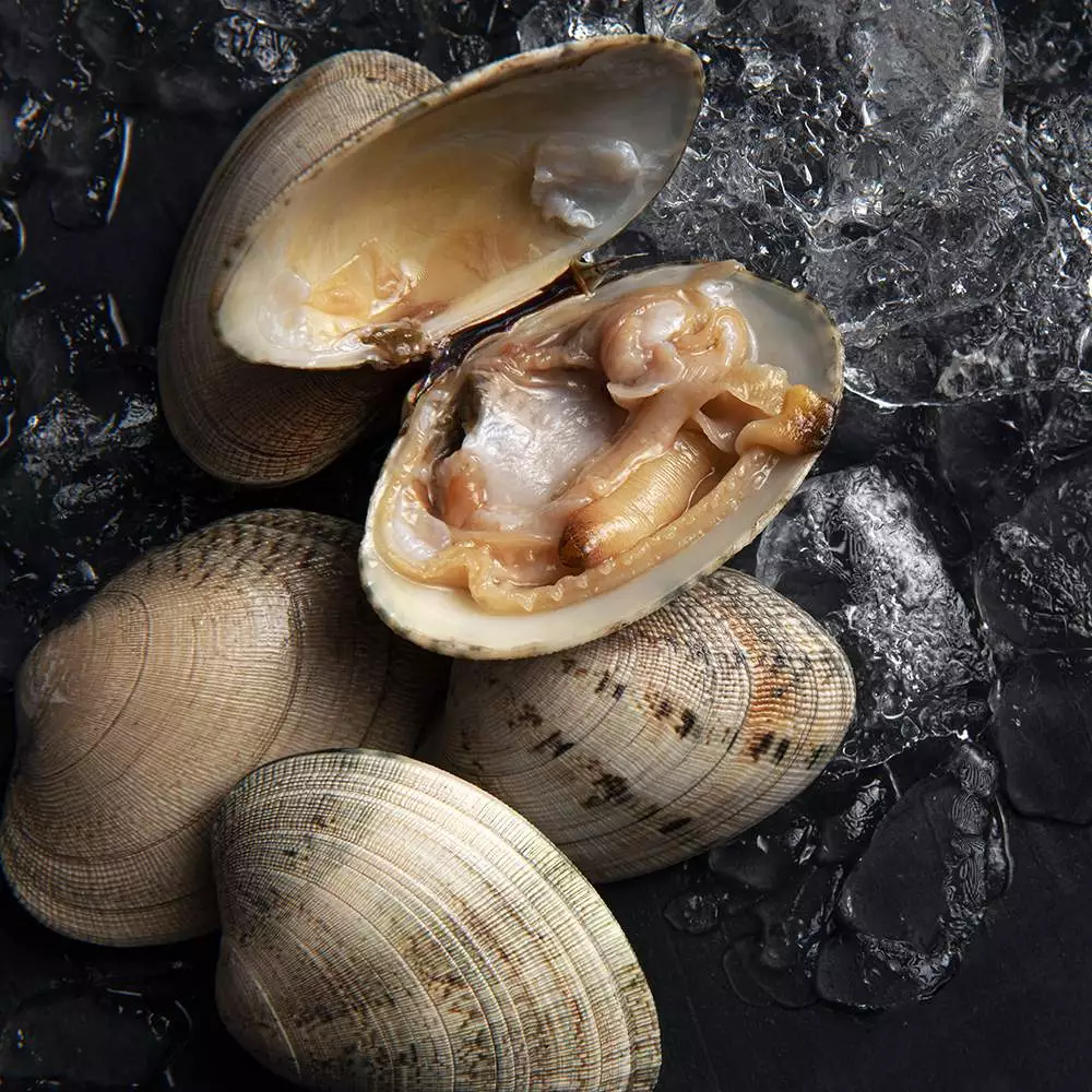 almeja-fina-esencia-del-mar.webp
