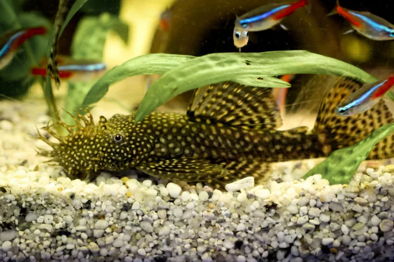 Ancistrus-dolichopterus.webp
